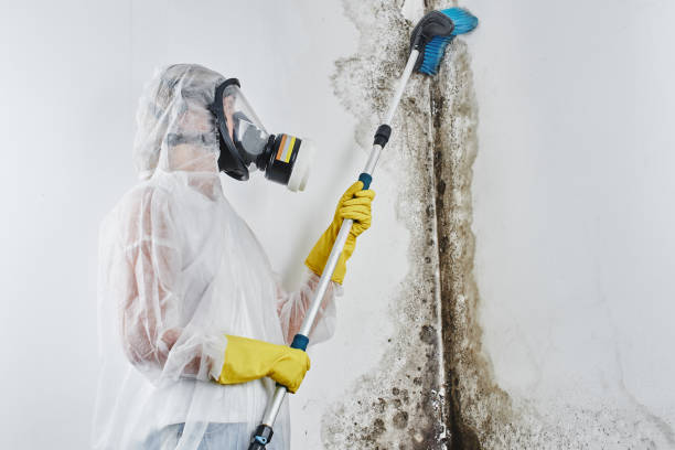 Best Home Mold Removal  in Cape May Court House, NJ