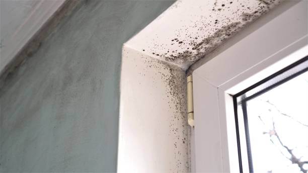 Best Mold Removal Near Me  in Cape May Court House, NJ