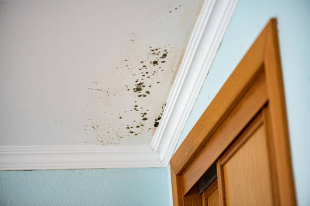 Professional Mold Removal in Cape May Court House, NJ