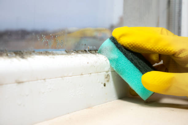 Best Toxic Mold Removal  in Cape May Court House, NJ