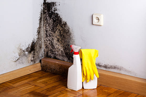 Best Mold Cleaning Services  in Cape May Court House, NJ