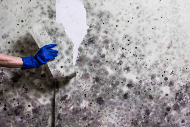 Best Emergency Mold Removal  in Cape May Court House, NJ