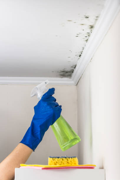 Best Attic Mold Removal  in Cape May Court House, NJ